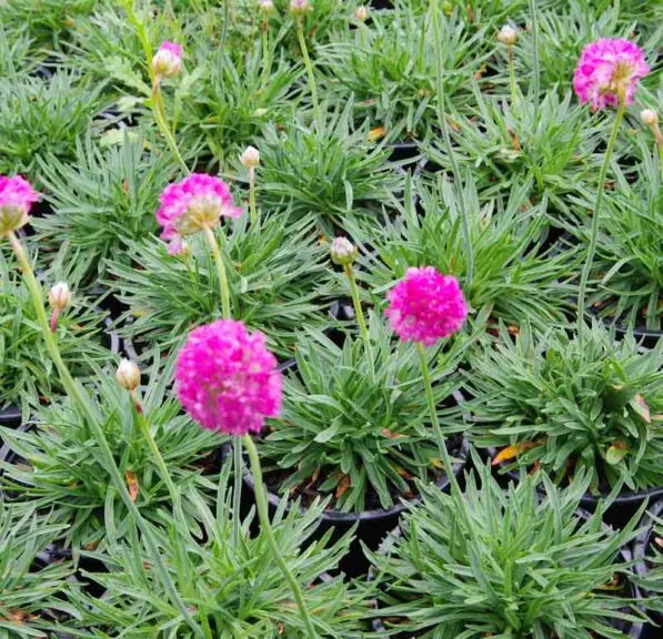 Armeria maritima  'Bees Ruby'
